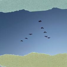 birds flying in v formation across a blue sky